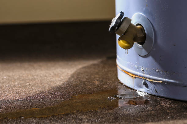 Best Mold removal after water damage  in Steelville, MO