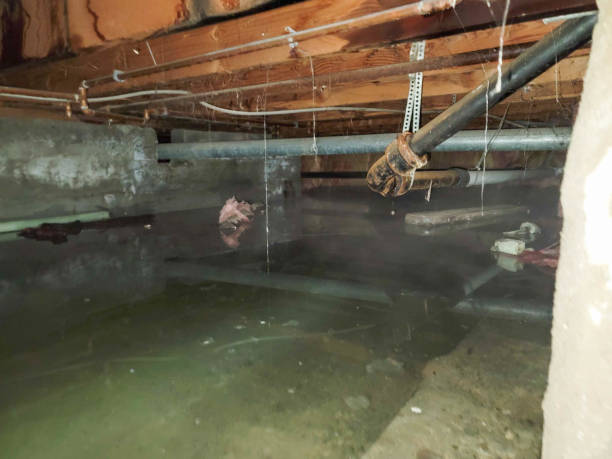 Best Local water damage restoration  in Steelville, MO