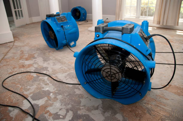 Best Local water damage restoration  in Steelville, MO